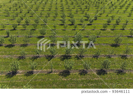 growing apples view from a quadcopter, orchard photo from height growing apples view from a quadcopter, orchard photo from height 93646111