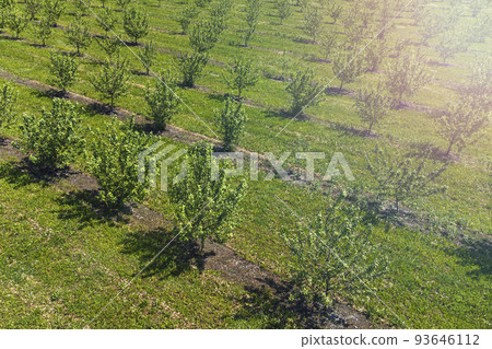 growing apples view from a quadcopter, orchard photo from height growing apples view from a quadcopter, orchard photo from height 93646112