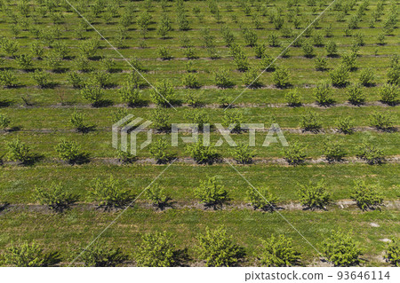 growing apples view from a quadcopter, orchard photo from height growing apples view from a quadcopter, orchard photo from height 93646114