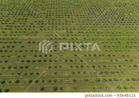growing apples view from a quadcopter, orchard photo from height 93646115