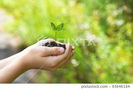 The child holds in his hands a handful of earth in which a sprout or seedling grows against a background of beautiful green and yellow bokeh. Environmental protection. Selective focus. 93646184
