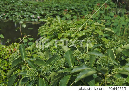 Kakuremino buds and flowers, summer 2022 93646215