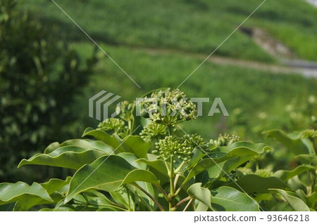 Kakuremino buds and flowers, summer 2022 Kakuremino buds and flowers, summer 2022 93646218