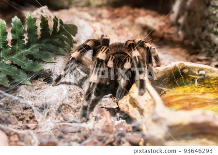 Theraphosa stirmi 93646293