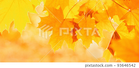 redmaple leaf at autumn light blurred background redmaple leaf at autumn light blurred background 93646542