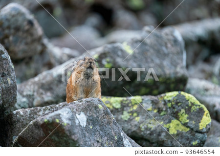 Ezo pika 在碎石場上曬太陽 Ezo pika 在碎石場上曬太陽 93646554