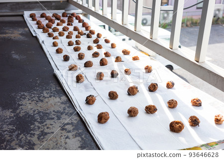 Manufacturing process of very delicious umeboshi in Japan 93646628