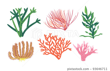 Corals and Seaweeds, Underwater Kelp Or Laminaria Plants. Isolated Marine Or Aquarium Grass, Ocean Life, Vegetation 93646711