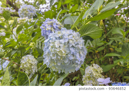 繡球花(六月的矢田寺) 繡球花(六月的矢田寺) 93646852