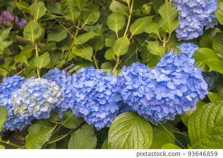 Hydrangea (Yatadera in June) 93646859
