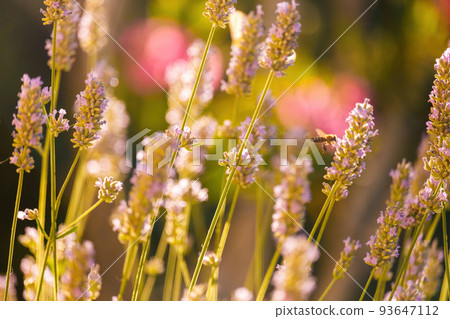 Honey bee collecting pollen on flowers in the sunny day on the blurred background, close up. 93647112