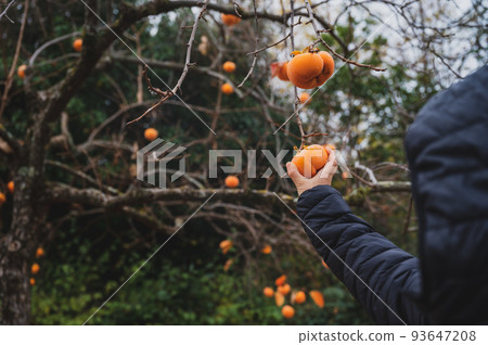 Boy picking a ripe orange persimmon fruit from an autumn khaki tree Boy picking a ripe orange persimmon fruit from an autumn khaki tree 93647208