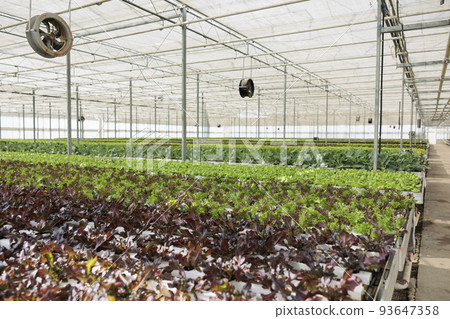 Empty hydroponic enviroment with organic food being grown organically with no pesticides for delivery to vegan restaurants. No people in greenhouse with hydroponic system growing organic lettuce. 93647358