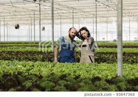 Tired caucasian couple working in hot greenhouse with different crops of bio green vegetables and lettuce. Man and woman cultivating salad in hydroponic enviroment pointing at another row. 93647368