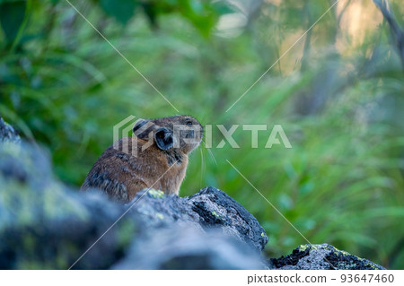 Pika meditating on a green morning scree 93647460