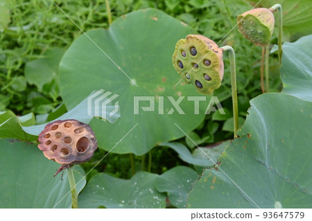 Lot of lotus Lot of lotus 93647579