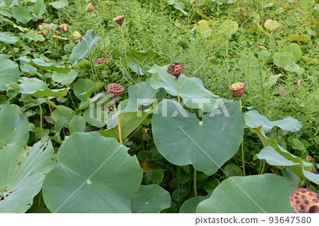 很多蓮花 93647580