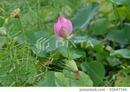 很多蓮花 93647584