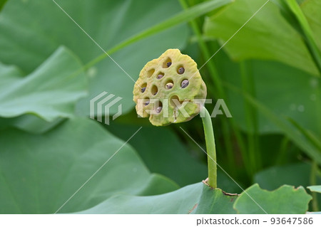 很多蓮花 很多蓮花 93647586