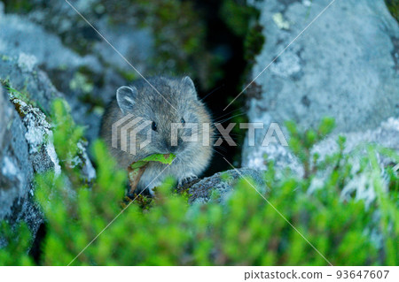 Young pikas with fluffy hair foraging on the scree field on a green morning 93647607