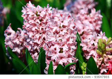 水仙花美風信子花 (Gosai Narcissus, Western Narcissus, Tokigi Nishiki, Ai-Rin, Kaisen Hana, Yokaran) 93647803