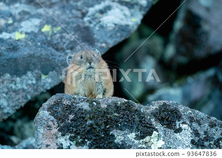 A baby Ezo Pika meditates on a morning scree 93647836