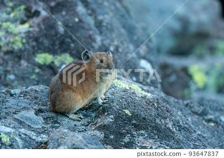 Ezo pika basking in the sun on a scree field in the morning Ezo pika basking in the sun on a scree field in the morning 93647837