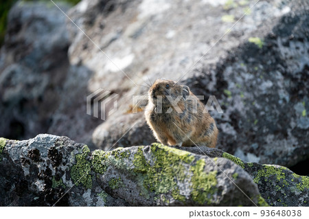 Ezo pika 早上在碎石上冥想 Ezo pika 早上在碎石上冥想 93648038