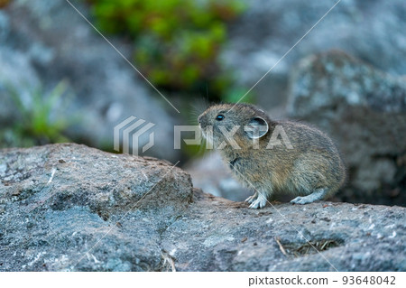 一隻毛茸茸的鼠兔寶寶在清晨的碎石上沉思 一隻毛茸茸的鼠兔寶寶在清晨的碎石上沉思 93648042