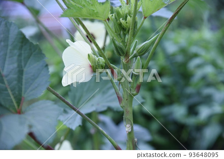 Okra's Flower 93648095