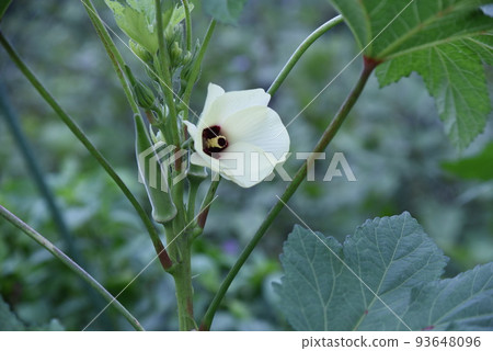 Okra's Flower 93648096