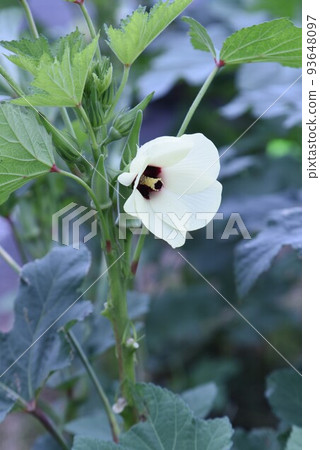 Okra's Flower 93648097