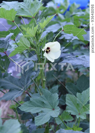 Okra's Flower 93648098