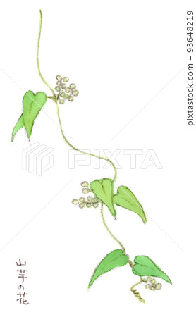 夏秋花:山藥(日本山藥)花的水彩插圖 夏秋花:山藥(日本山藥)花的水彩插圖 93648219