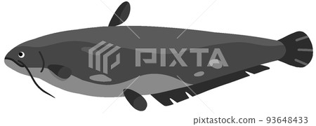 Loquat giant catfish Loquat giant catfish 93648433