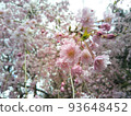 雙櫻花 93648452