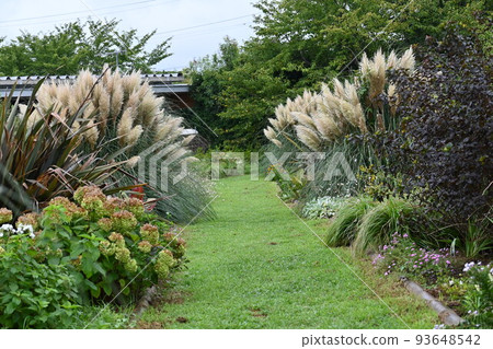 Pampasgrass Pampasgrass 93648542