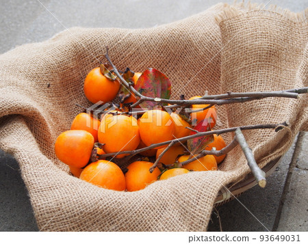 Harvested astringent persimmon Harvested astringent persimmon 93649031