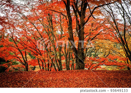 Bright red autumn leaves at Hanitsu Shrine (Inawashiro Town, Fukushima Prefecture, early morning in early November) Bright red autumn leaves at Hanitsu Shrine (Inawashiro Town, Fukushima Prefecture, early morning in early November) 93649133
