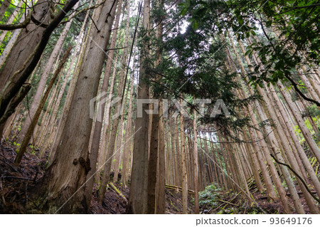 垂直生長的樹木 93649176