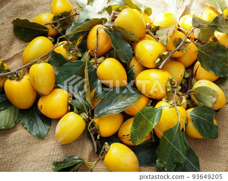 For harvested Yamato persimmons and dried persimmons 93649205