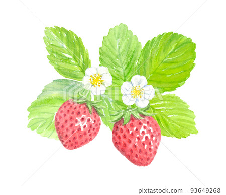Strawberry watercolor illustration hand-drawn analog background transparent 93649268