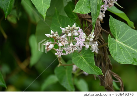 Potato flowers 93649376