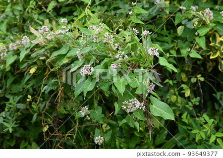 Potato flowers 93649377