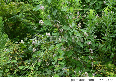 馬鈴薯花 93649378