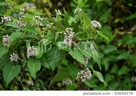 Potato flowers Potato flowers 93649379