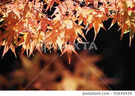 Beautiful golden autumn leaves 93649439
