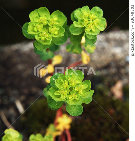 Plant image 93649503