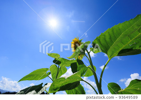 藍天和向日葵,陽光,夏日形象 藍天和向日葵,陽光,夏日形象 93649589