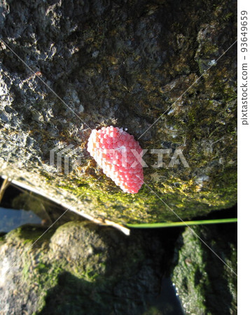 D8098 Snail eggs 93649659